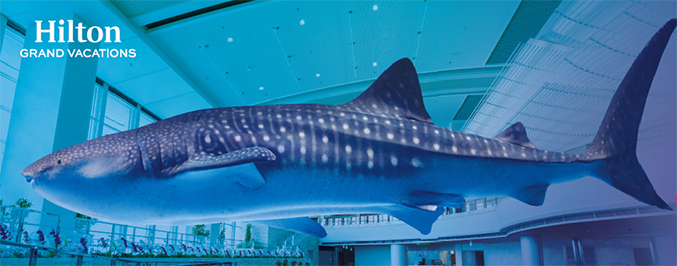 巨大ジンベエザメが那覇空港に出現！「#那覇空港ジンベエ」を2022年8月31日（水）から開始